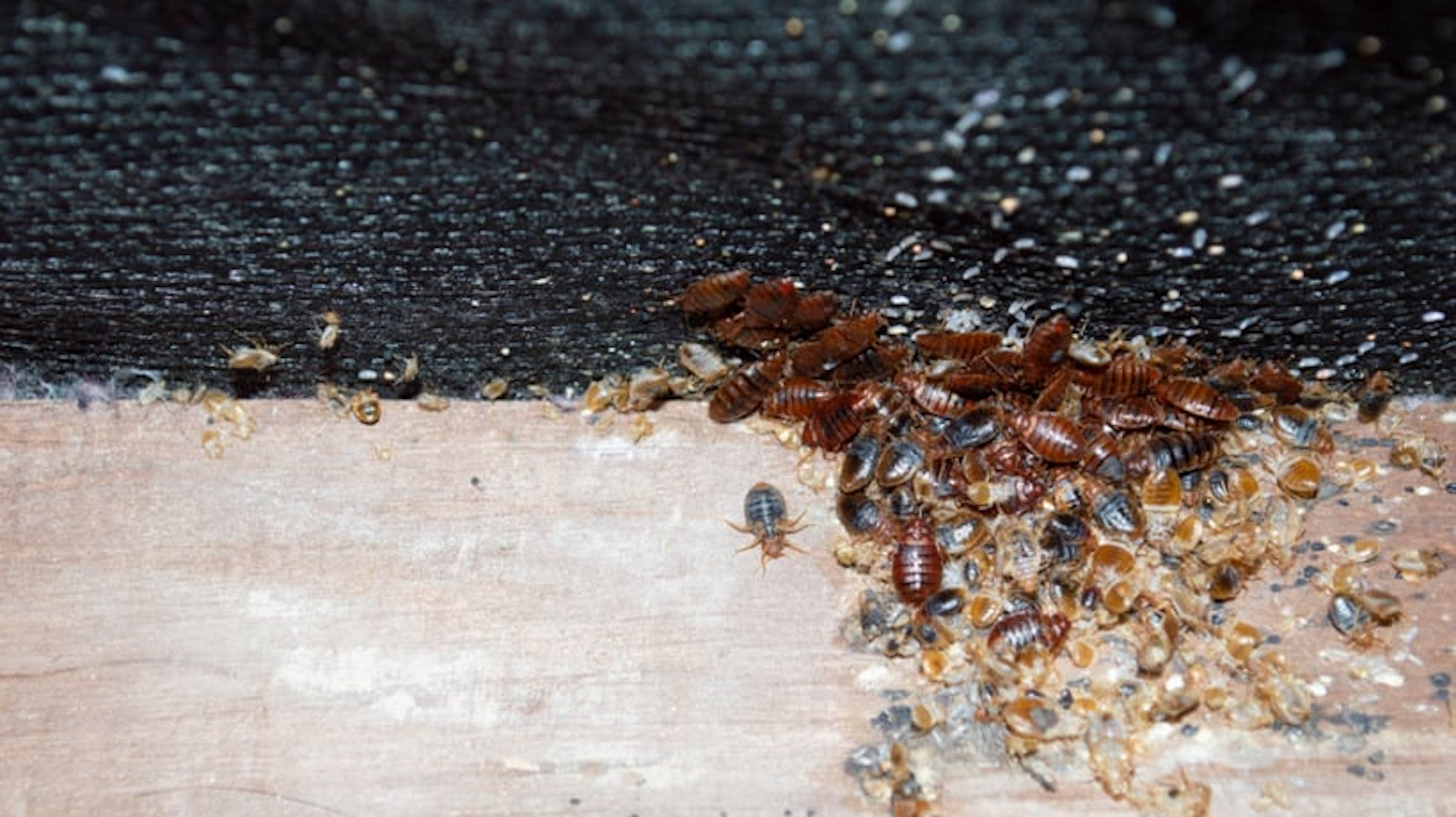 Local Bed Bug Chemical Treatment Specialists in Milwaukee