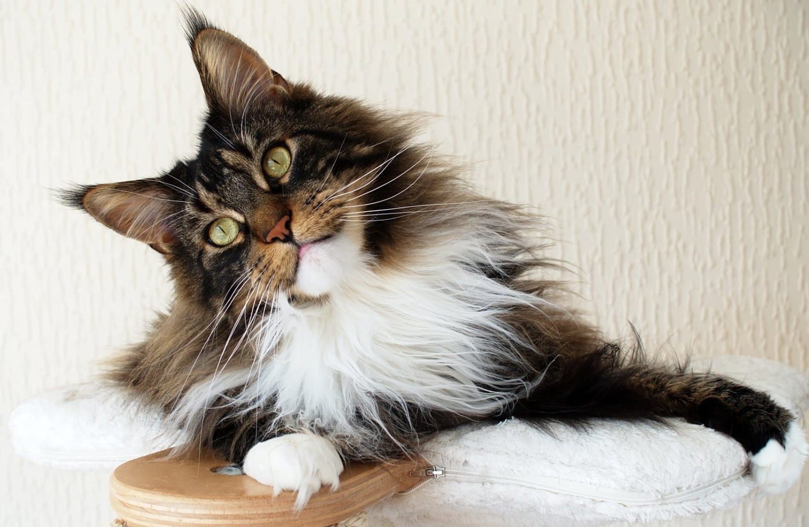 Gorgeous Maine Coon Kittens for Sale California – Reserve Now