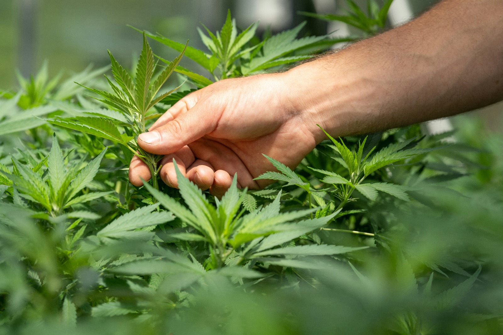 Explore Green Guyz Cannabis Club Madrid in the Heart of the City