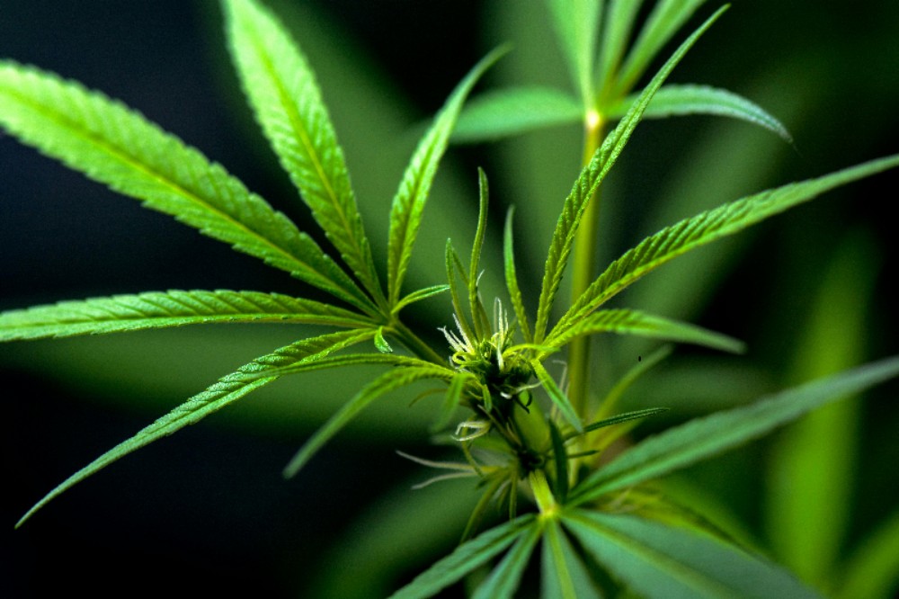 Your Local Cannabis Store Near Me for Premium Strains – Popup CNX